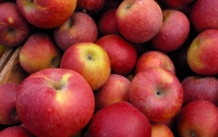 Яблоки улучшают память