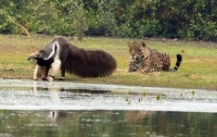 Ягуар спасовал перед гигантским муравьедом (видео)
