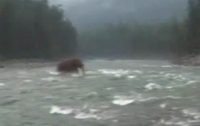 В Сибири удалось заснять живого мамонта