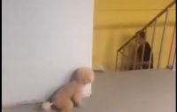 Собака-пранкер, разыгравшая хозяина, повеселила интернет-пользователей (видео)