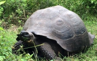 На Галапагосских островах обнаружен новый вид гигантской черепахи