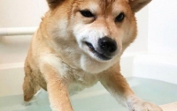 Кумедний пес виліз із ванни і став мемом