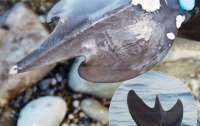 У берегов Алушты нашли необычных дельфинов с хвостами-трезубцами