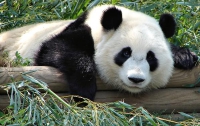 Китайцы разберутся, зачем японцы погубили панду