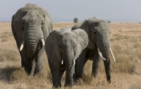 Дикие слоны в Индии затоптали четырех человек