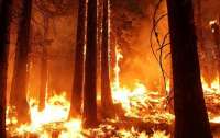 Калифорнию охватили масштабные пожары (видео)