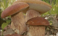 Как сделать грибы полезными