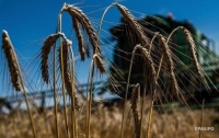 Украина среди мировых лидеров по экспорту пшеницы
