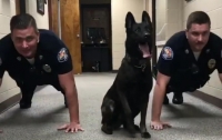 Служебная овчарка отжалась от пола вместе с полицейскими (видео)