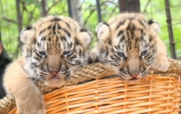 В Ялтинском зоопарке уже 26 тигров
