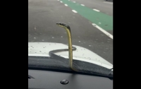 Змея забралась на машину и заблокировала водителя в салоне (видео)
