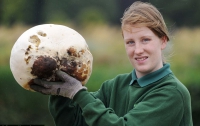 В Англии садовники нашли гигантский гриб (ФОТО)
