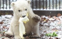 Порция доброты: в зоопарке Франции родился белый медвежонок
