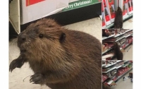 Бобер пришел в супермаркет выбирать елку на Рождество