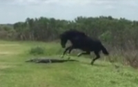 Лошадь пыталась затоптать аллигатора (видео)