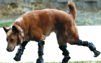 Собака, которая может бегать на четырех протезах (ФОТО)