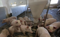 В Украине обнаружили очередной случай чумы свиней