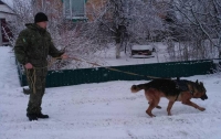 Полицейский пес раскрыл два преступления