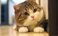 Ученые доказали способность кошек распознавать выражение лица хозяина