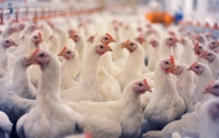 Украинский агрохолдинг заставил кур не только кормить людей, а еще «светить и греть»