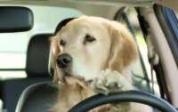 Собака угнала автомобиль и час ездила по кругу (видео)