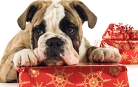 Британцы потратят 100 млн фунтов на подарки для своих питомцев