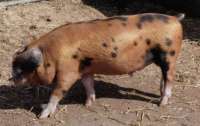 Жителям села в Запорожской области докучают свиньи (видео)