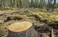 На Полтавщине спилили 57 деревьев на 258 тысяч гривен