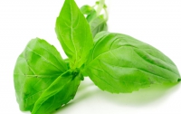 Лечебная еда: базилик добавит пикантности и избавит от головной боли
