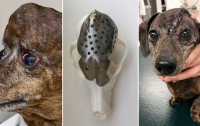 Канадские ветеринары напечатали собаке новый череп на 3D-принтере