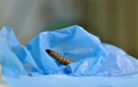 Обнаружены гусеницы, способные питаться полиэтиленом (видео)