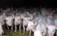 В Японии из-за разбежавшихся свиней перекрыли автомагистраль (видео)