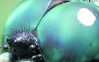 Ученые воссоздали аналог глаза насекомого