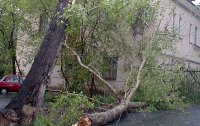 В столичном парке КПИ иностранного студента привалило деревом 