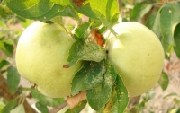 Цены на яблоки скоро собьет их хороший урожай, - специалист