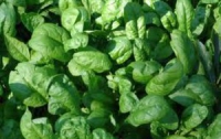 Шпинат назвали профессиональным убийцей рака