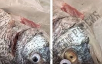 Продавец магазина приклеивал мертвой рыбе пластиковые глаза