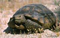 В Америке черепахи оказались вне закона