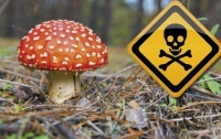 Шестеро киевлян попали в реанимацию из-за отравления грибами