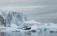 Биологи обнаружили в Антарктиде неизвестное прежде животное