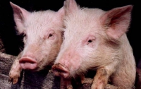 В Украине растет поголовье свиней