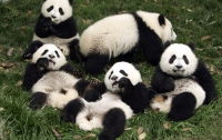 Минутка позитива: онлайн-наблюдение за пандами