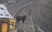 Упрямая горная корова задержала поезд в 