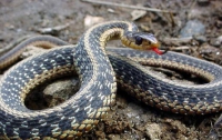 У змей бывают случаи непорочного зачатия 