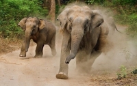 Стадо слонов топчет все и всех на своем пути