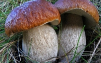 Белые грибы замедляют старение