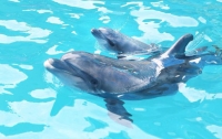 В Одессе дельфиненок родился прямо во время представления (видео)