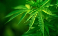 Рекордную партию марихуаны на 16 млн грн изъяла полиция Одесщины