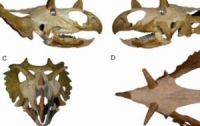 Вчені описали новий вид динозавра з дзьобом  та рогами