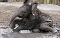В чешском зоопарке родился слоненок